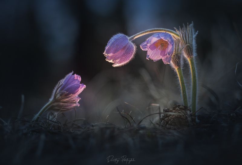 сон-трава, сон трава, ургульки, первоцветы, подснежники, чита, забайкальский край, забайкалье, закат, пейзаж, природа, ночь, лес Вечерние ургульки фото превью