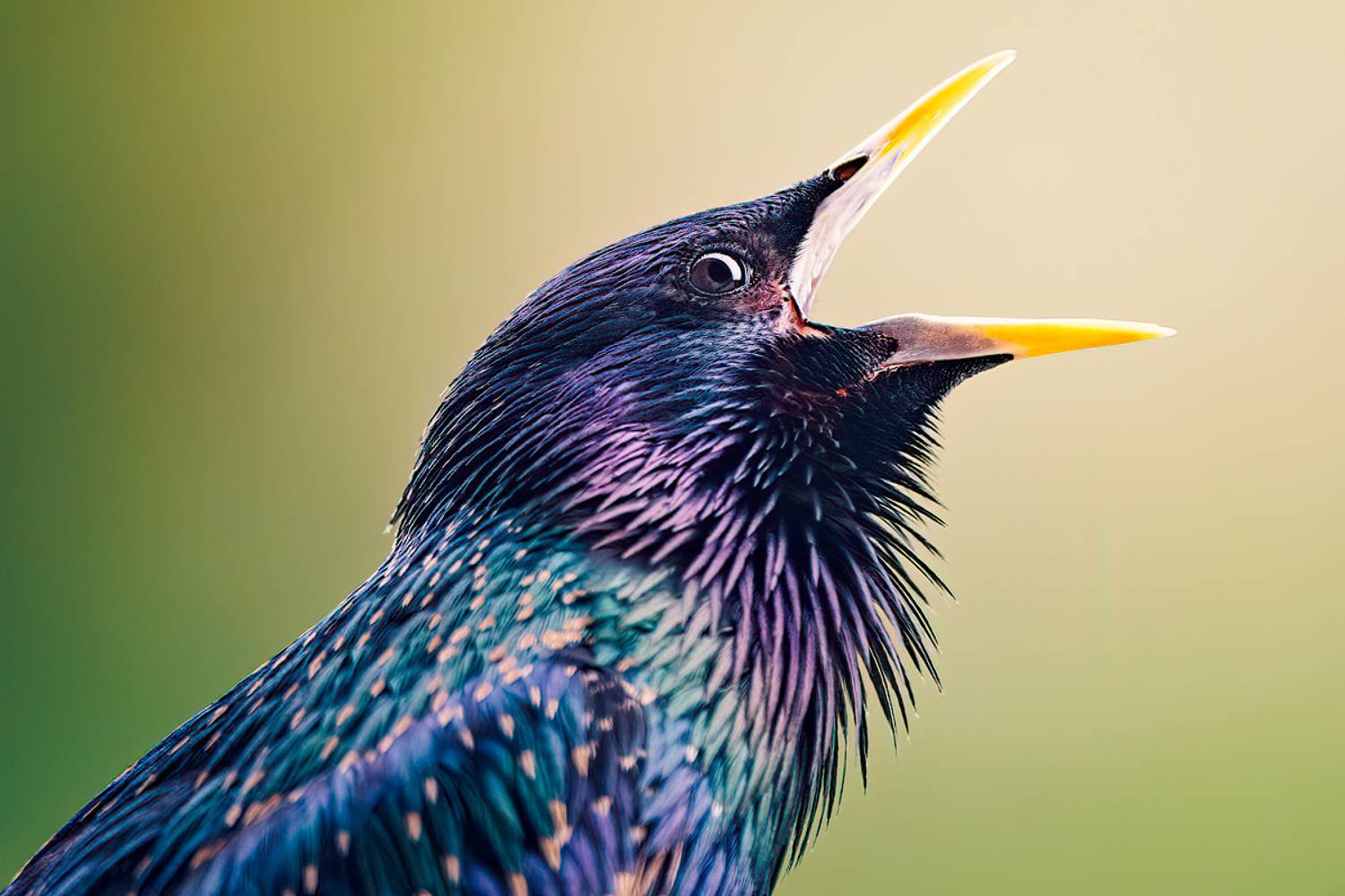 Starling. Автор: Wojciech Grzanka Starling, wildlife, bird, nature, portrait, details, Wojciech Grzanka