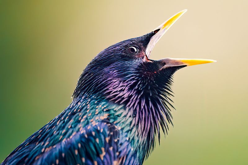 Starling, wildlife, bird, nature, portrait, details Starlingphoto preview