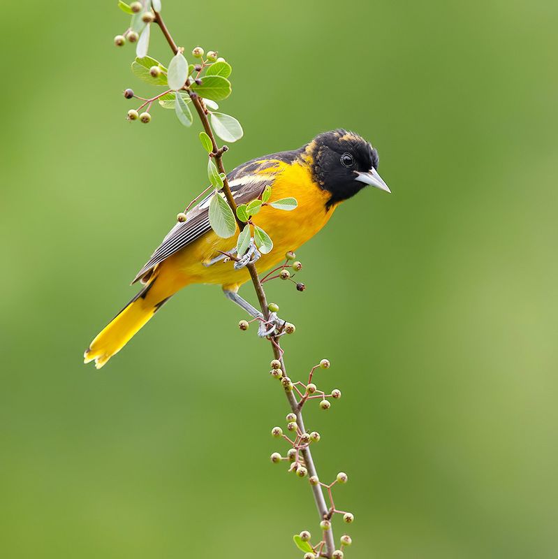 иволга, трупиал,  oriole, весна Juvenile -Baltimore Oriole - Молодой Балтиморский цветной трупиалphoto preview