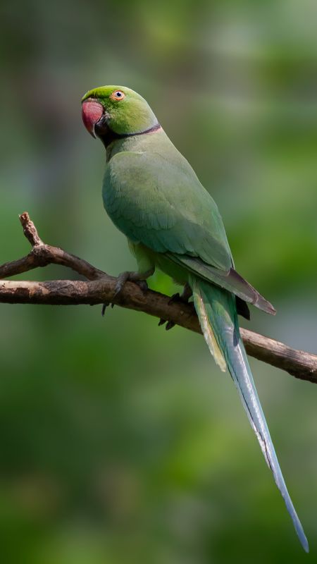 #bird #natgeo #photography #birdphotography #nature #beeeater #green #animal #wildlife Rose-ringed parakeetphoto preview