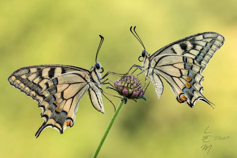 butterfly, couple, double, twins, papilip. machaon Papilio machaon Twinsphoto preview