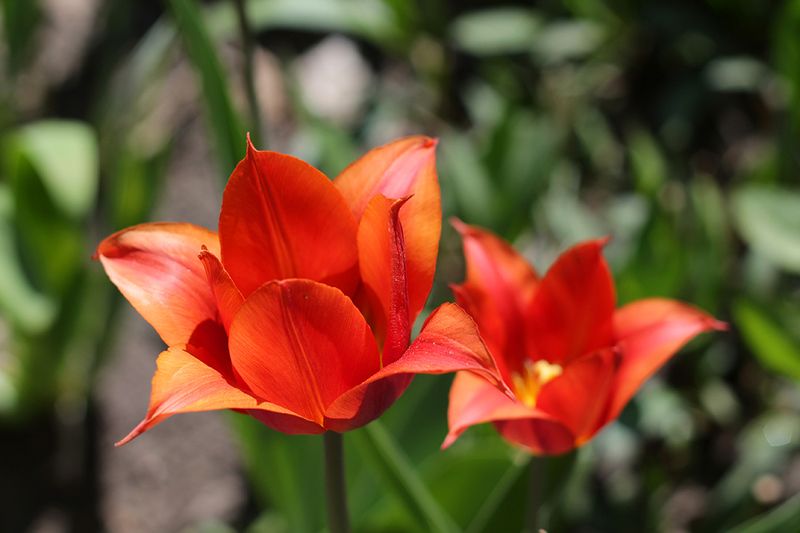 весна, тюльпаны и снова весна!photo preview