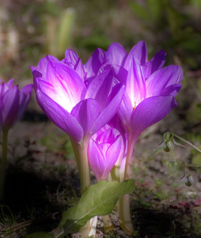 безвременникphoto preview