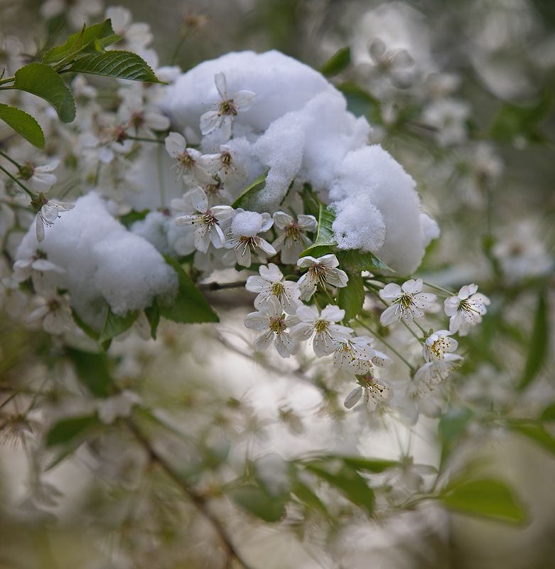 9 мая 2024г, москва, снег, погода Майphoto preview