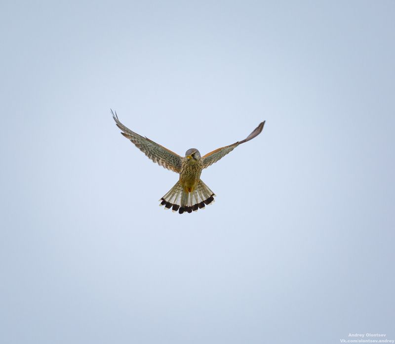 солнце, россия, рассвет, природа, подмосковье, погода, пейзажи, пейзаж, отражение, наукоград, красота, дубна, вода, весна, weather, water, spring, russia, reflection, naukograd, nature, moscow, landscape, dawn, canon, dubna, beauty Пустельга. фото превью