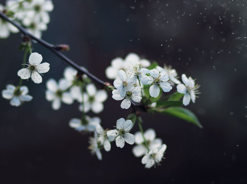 Веснаphoto preview