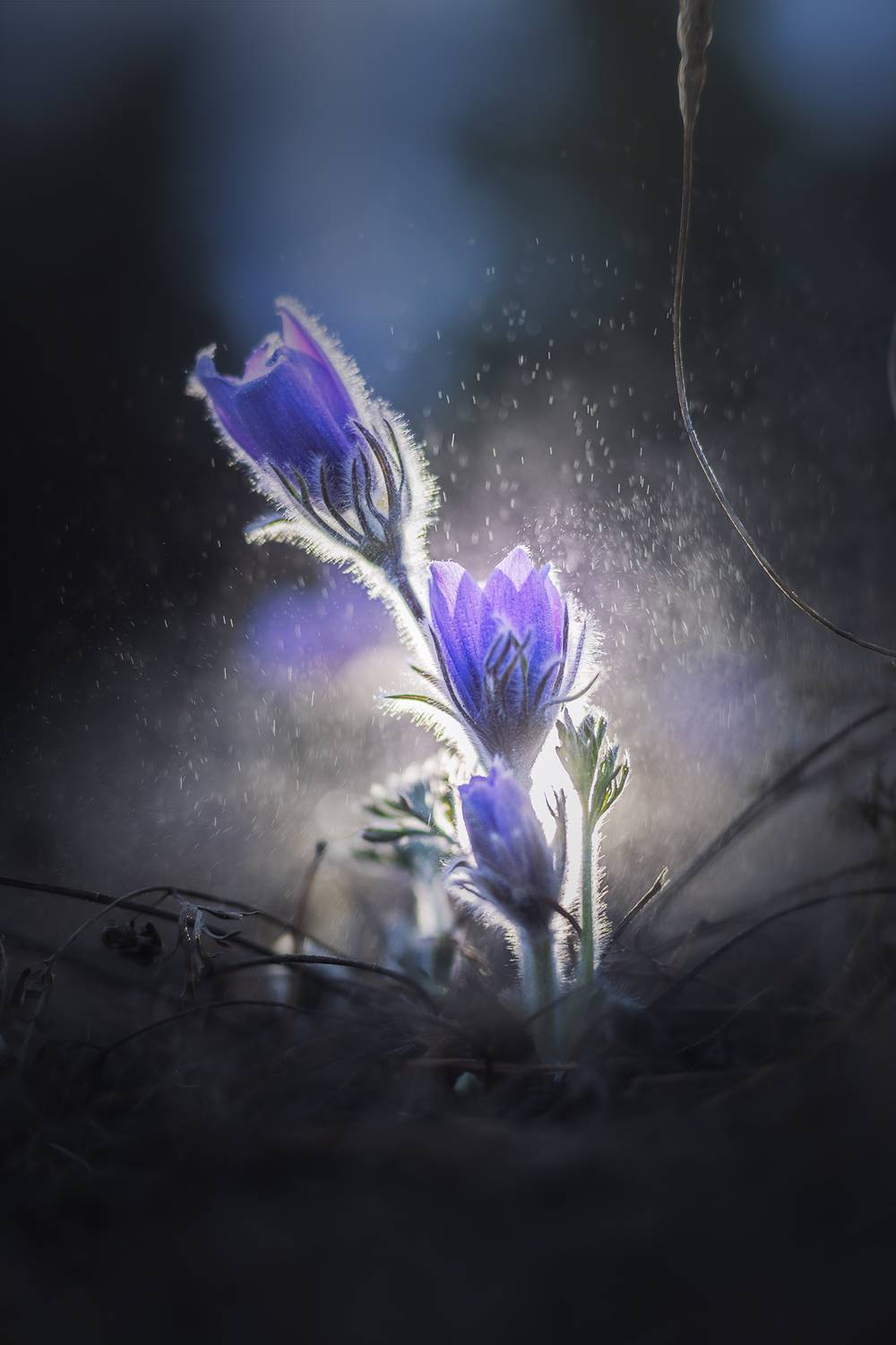 Вечерняя сон-трава. Автор: Портных Дмитрий сон-трава, сон трава, ургульки, первоцветы, подснежники, чита, забайкальский край, забайкалье, закат, пейзаж, природа, ночь, Портных Дмитрий