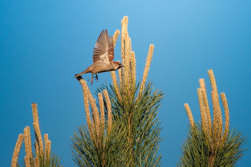 wildlife, birds, sprarrow, nature Jack Sparrowphoto preview
