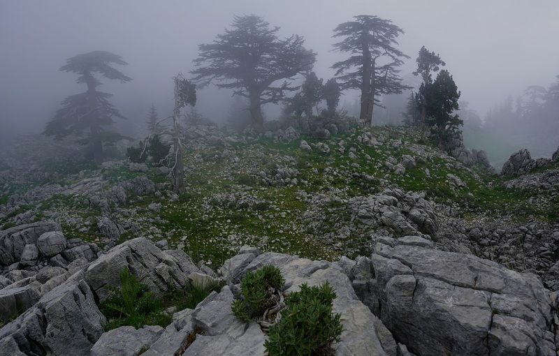 evening, fog, mysticism, evening, tree, stone, landscape, Eveningphoto preview