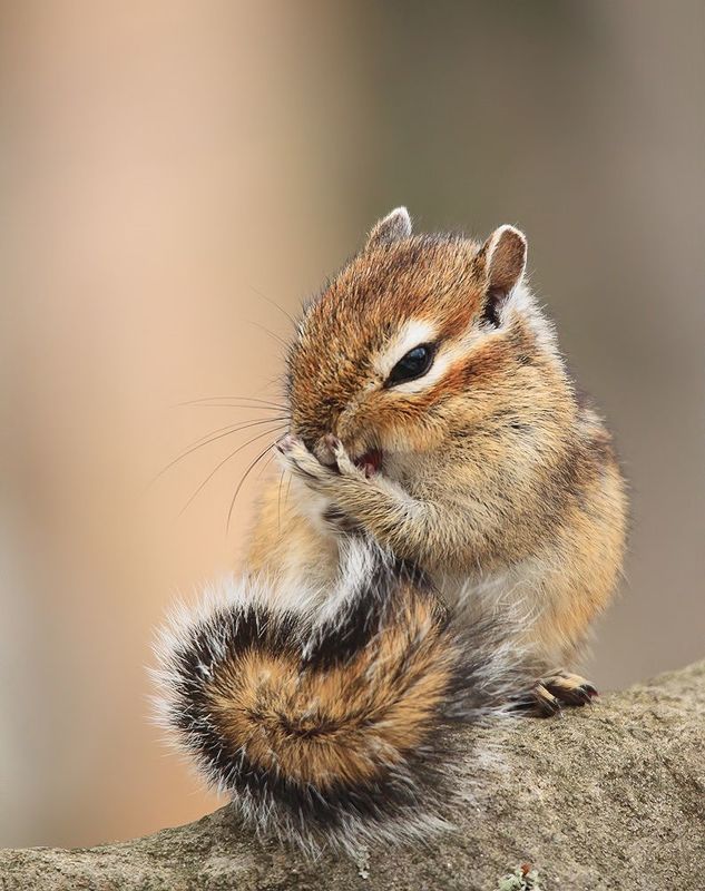 бурундук Чистюляphoto preview