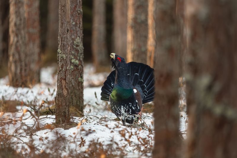 глухариный ток Король моховых болот...photo preview