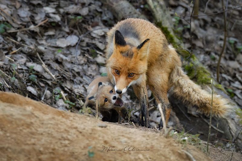 Мамина непоседаphoto preview