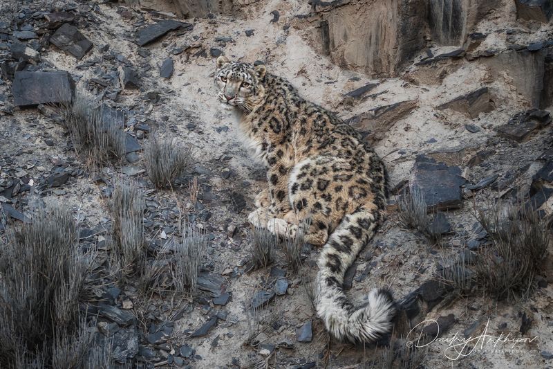 Портрет снежного барсаphoto preview