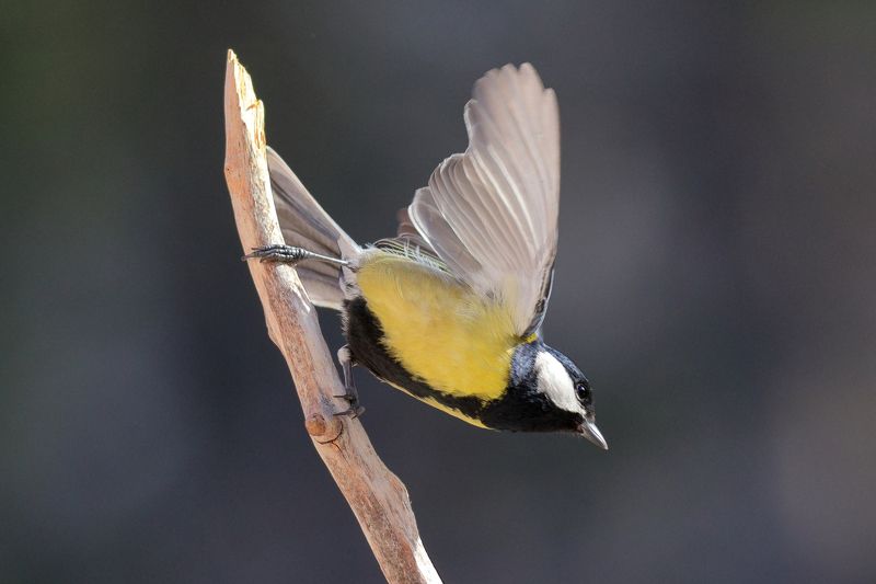 Акробаты небаphoto preview