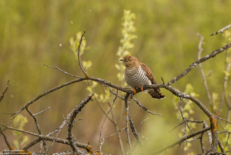 солнце, россия, рассвет, природа, подмосковье, погода, пейзажи, пейзаж, отражение, наукоград, красота, дубна, вода, весна, weather, water, spring, russia, reflection, naukograd, nature, moscow, landscape, dawn, canon, dubna, beauty Самка и самец кукушки. фото превью