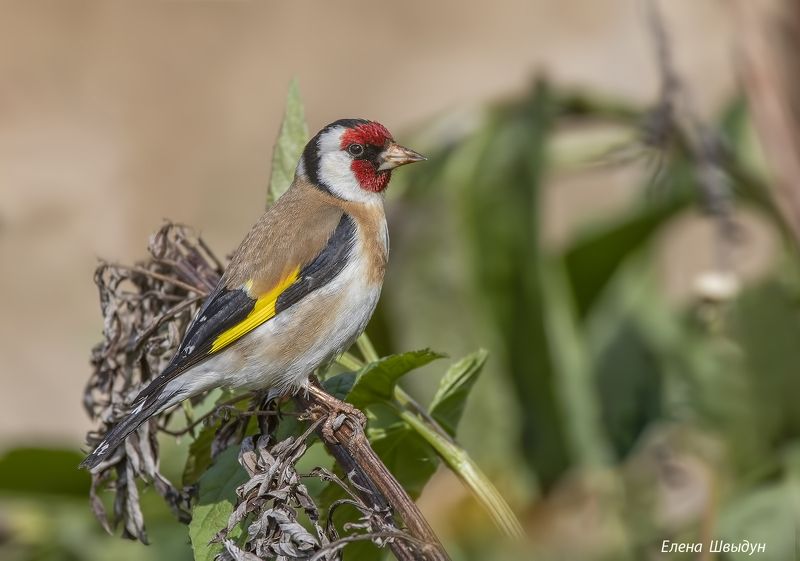 bird of prey, animal, birds, bird,  animal wildlife,  nature,  animals in the wild, щегол, черноголовый щегол, птицы, птица Черноголовый щеголphoto preview