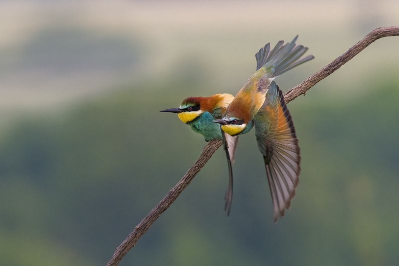 Щуркиphoto preview