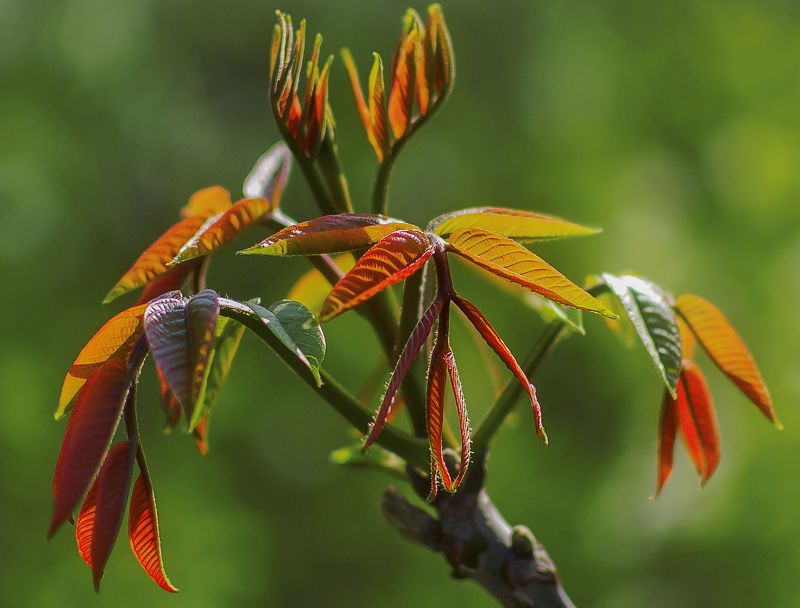 Молодые листья ореха.photo preview