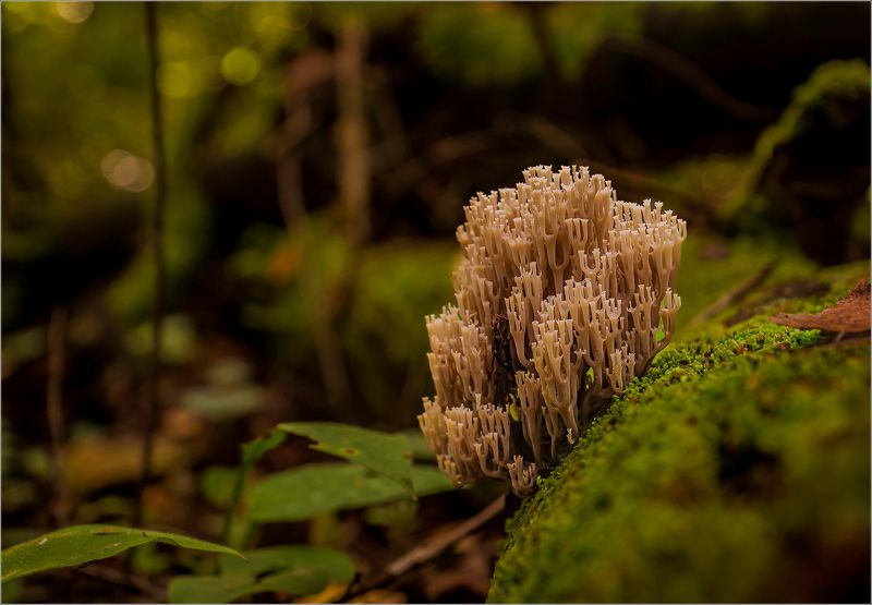 грибы,природа,макро Про грибыphoto preview