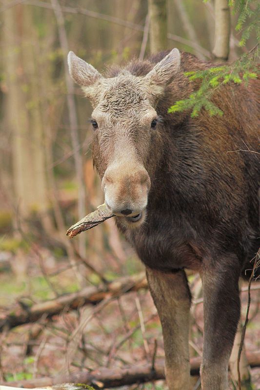 Лосикphoto preview