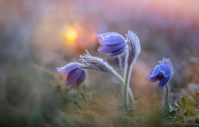 сон-трава, цветы, весна, лес Чудо весеннего леса…photo preview