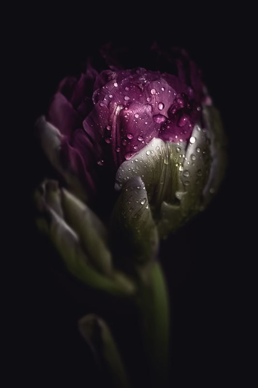 tulip, tulips, flower, flowers, цветы, цветок, тюльпан, макро, натюрморт, stilllife awakened by the rainphoto preview