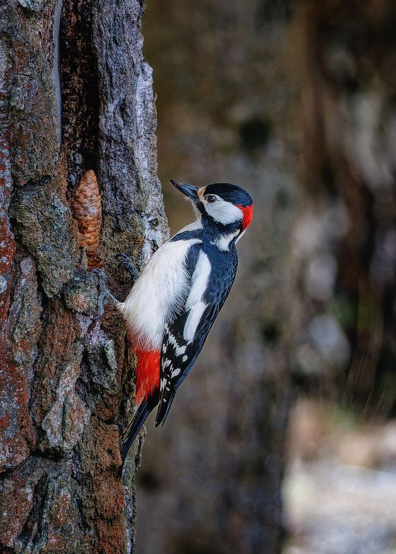 самец Дятла фото превью