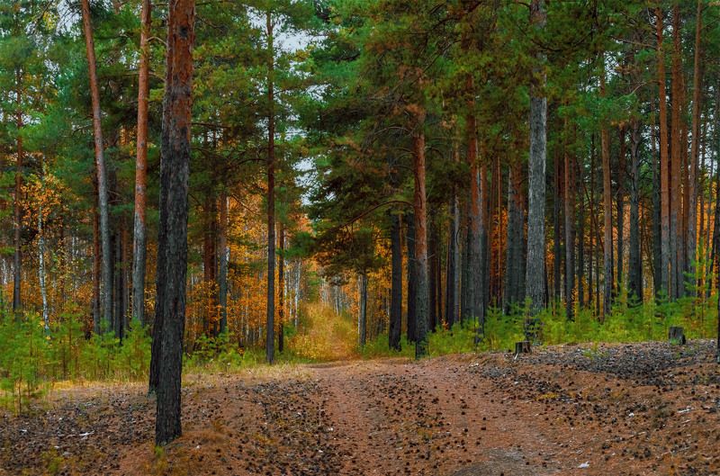 Лесная просекаphoto preview