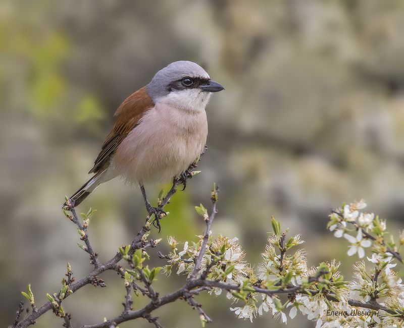 bird of prey, animal, birds, bird, animal wildlife, nature, animals in the wild, птицы, птица, жулан, обыкновенный жулан, shrike Жуланphoto preview
