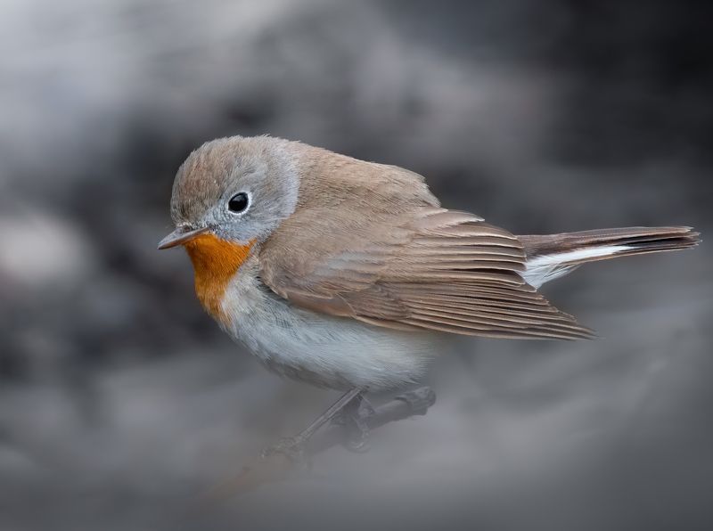 Малая Мухоловка Ficedula parvaphoto preview