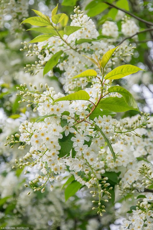 природа, весна, цветы Черёмуха в вуали белойphoto preview