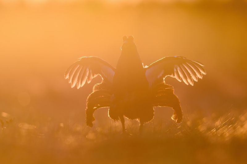 Косачи весенние.photo preview