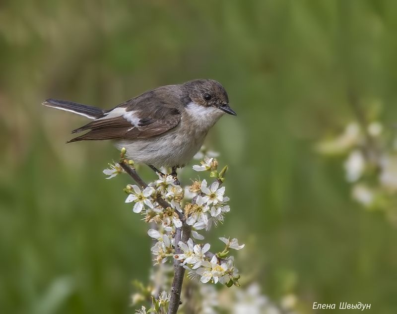 bird of prey, animal, birds, bird, animal wildlife, nature, animals in the wild, птицы, птица, мухоловка-пеструшка Мухоловки-пеструшки, самец и самочкаphoto preview