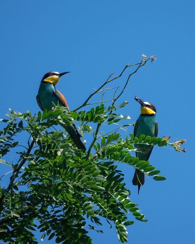 щурки Щурки фото превью