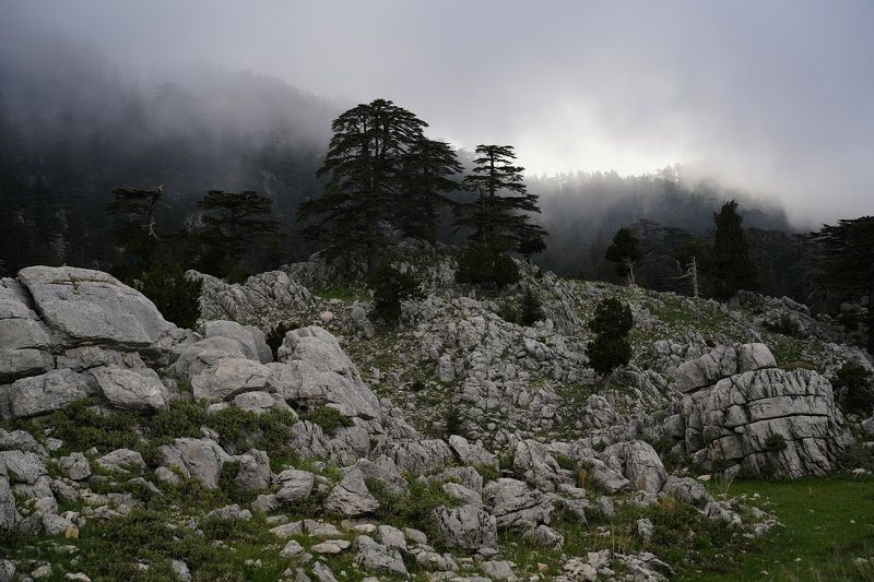 evening, fog, mysticism, evening, tree, stone, landscape, Cold eveningphoto preview