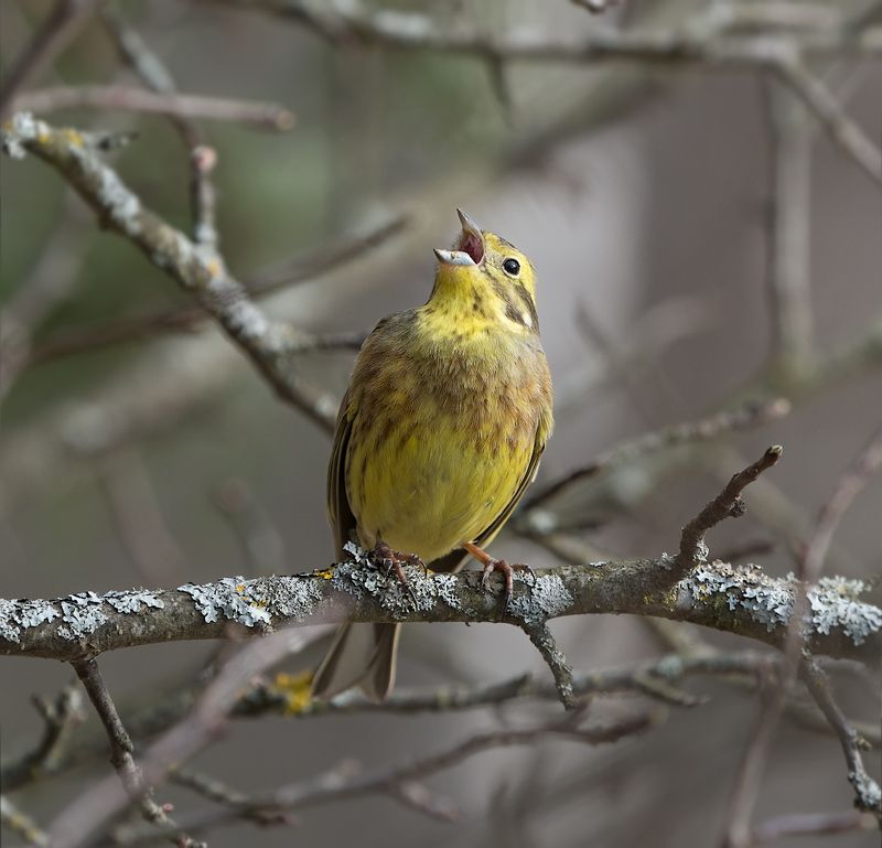природа, птицы, овсянка обыкновенная,песня Поющий в терновникеphoto preview