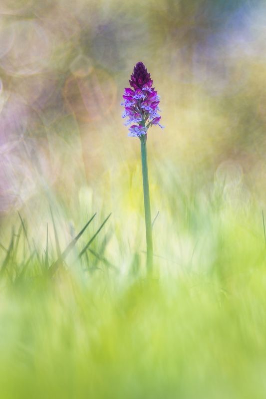 Neotinea ustulataphoto preview