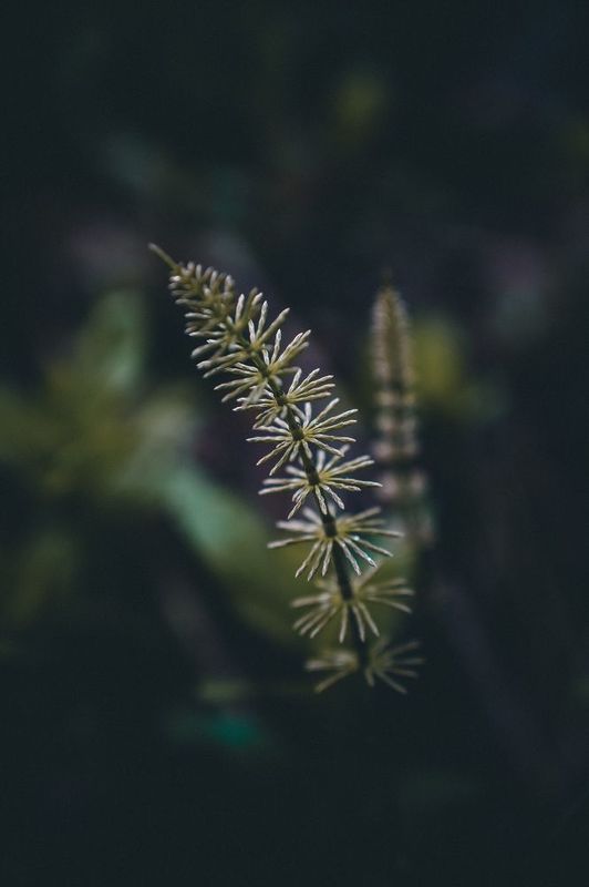 Веснаphoto preview