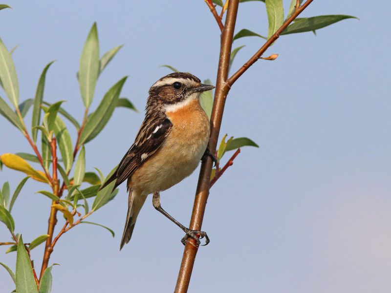луговой чекан, saxicola rubetra, whinchat Луговой чеканphoto preview