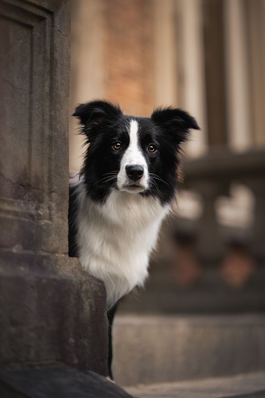 Furry Lovephoto preview