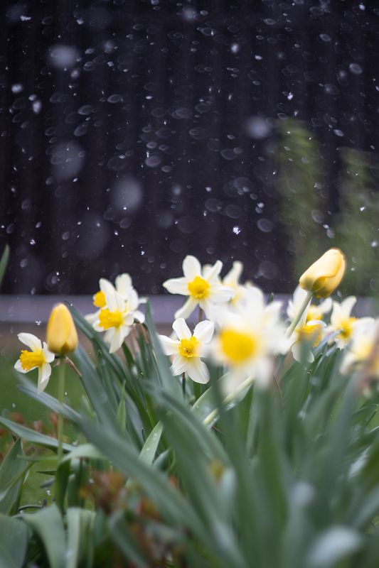 нарцисс, май, цветы, снег, природа, боке, желтый Нарциссы и майский снегphoto preview