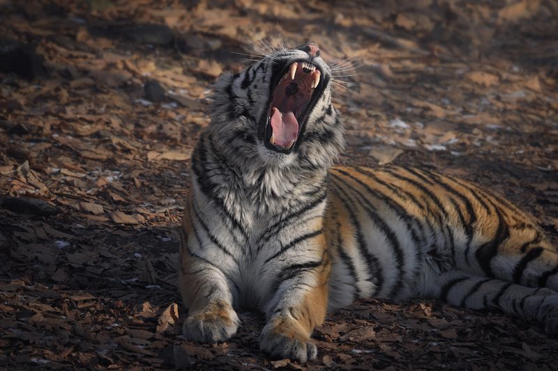 тигр, большие кошки, сафари Острые клыкиphoto preview