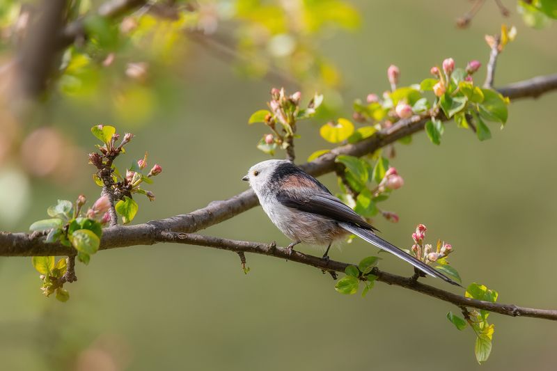 длиннохвостая синица, ополовник, птицы, весна Ополовникphoto preview