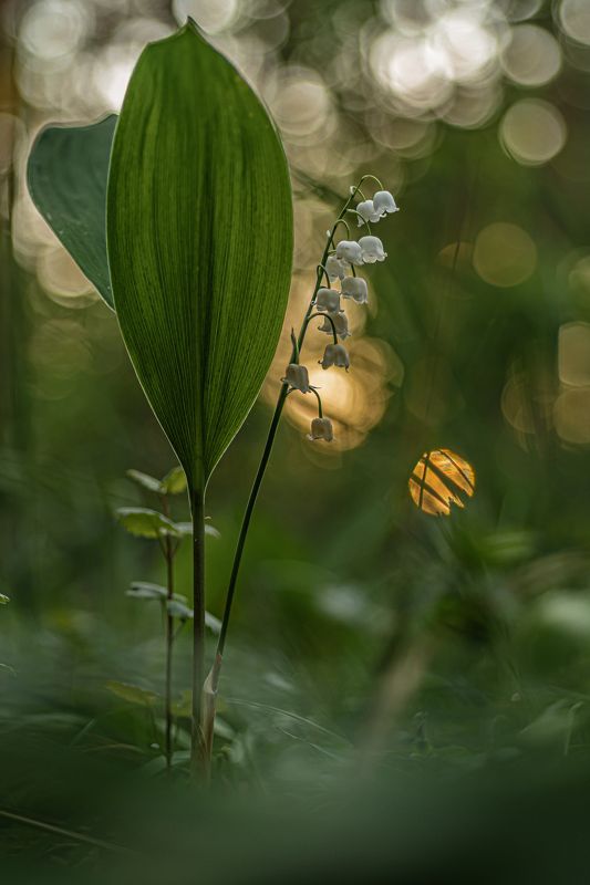 Вечерний ландыш photo preview