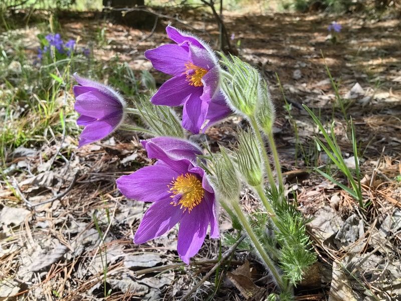 природа,цветы,растения,сон-трава Сон-траваphoto preview