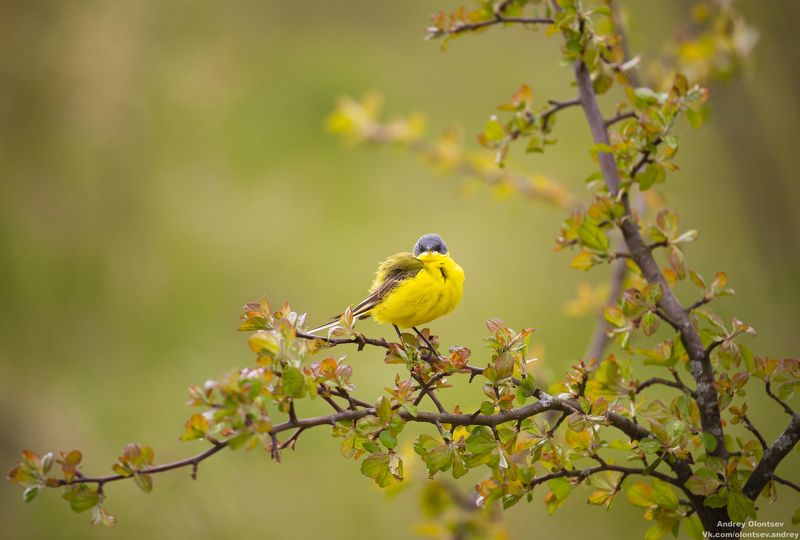 солнце, россия, рассвет, природа, подмосковье, погода, пейзажи, пейзаж, отражение, наукоград, красота, дубна, вода, весна, weather, water, spring, russia, reflection, naukograd, nature, moscow, landscape, dawn, canon, dubna, beauty Жёлтая трясогузка фото превью