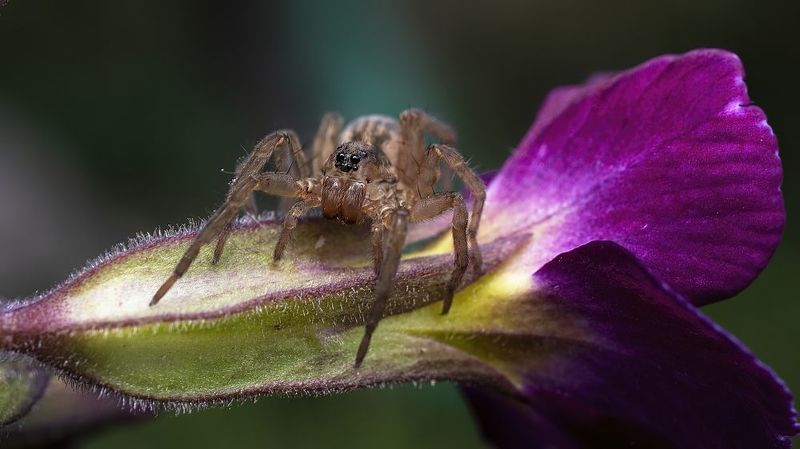 Любитель примул.photo preview