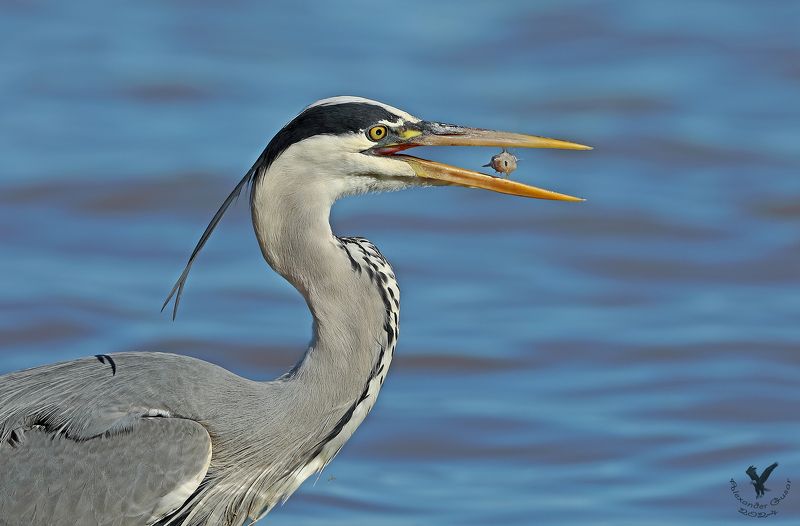 серая цапля. Рыбак и рыбка.photo preview
