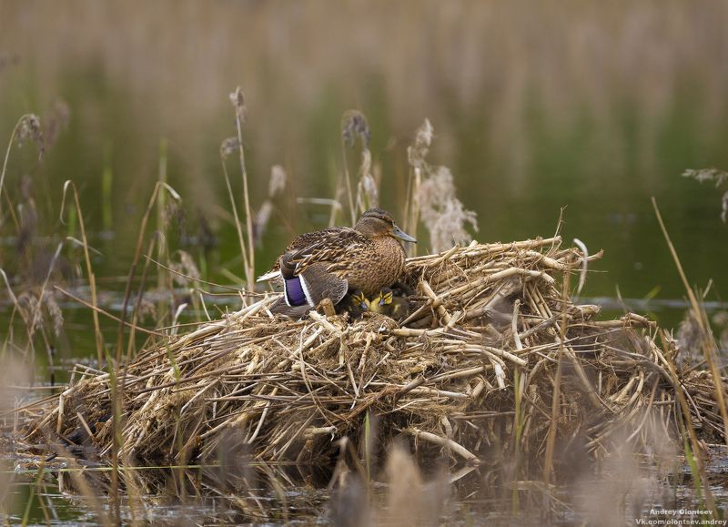 солнце, россия, рассвет, природа, подмосковье, погода, пейзажи, пейзаж, отражение, наукоград, красота, дубна, вода, весна, weather, water, spring, russia, reflection, naukograd, nature, moscow, landscape, dawn, canon, dubna, beauty Утка с утятами. фото превью